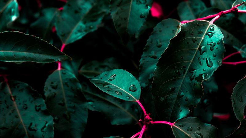 leaves, drops, bush, 4k