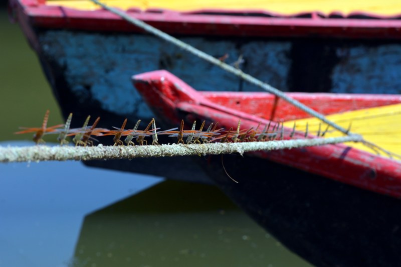 rope dragonfly ganga and bank 4k