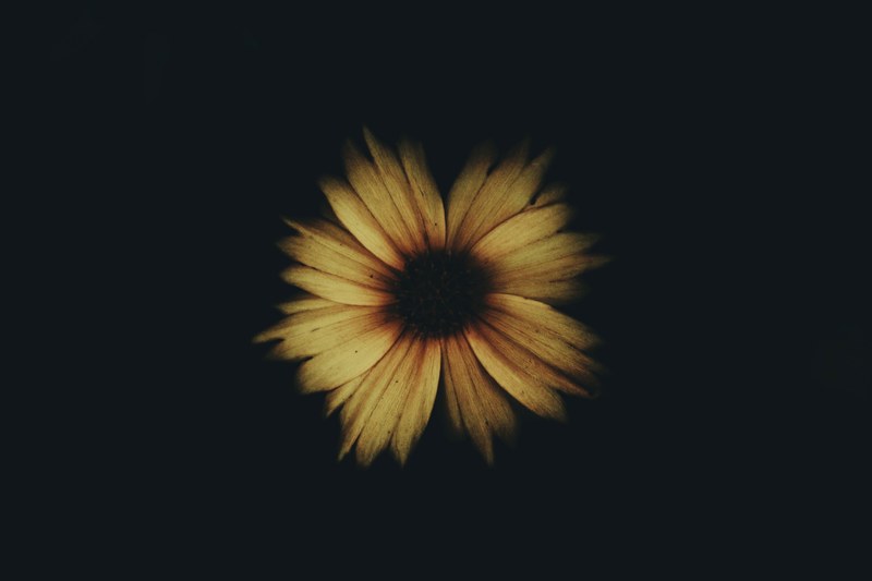 flower petal dark and plant 4k