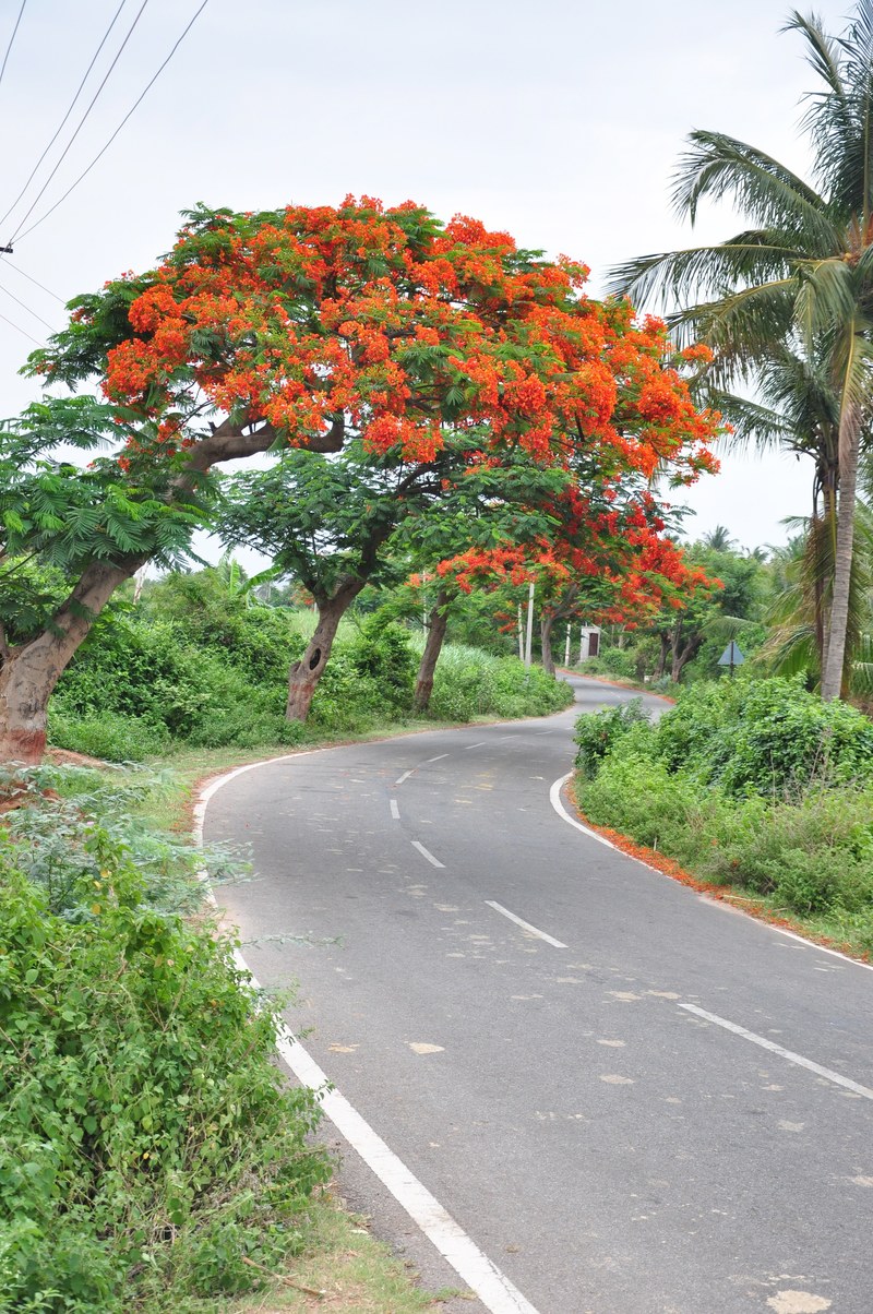 road nature and tree hd, 4k