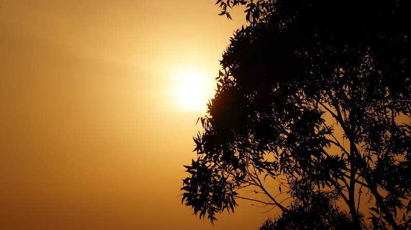 evening tree silhouette by selvan photography 4k