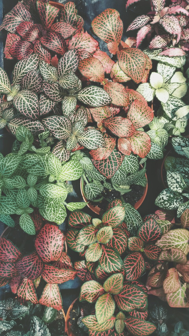 leaf plant nature and cactu hd, 4k
