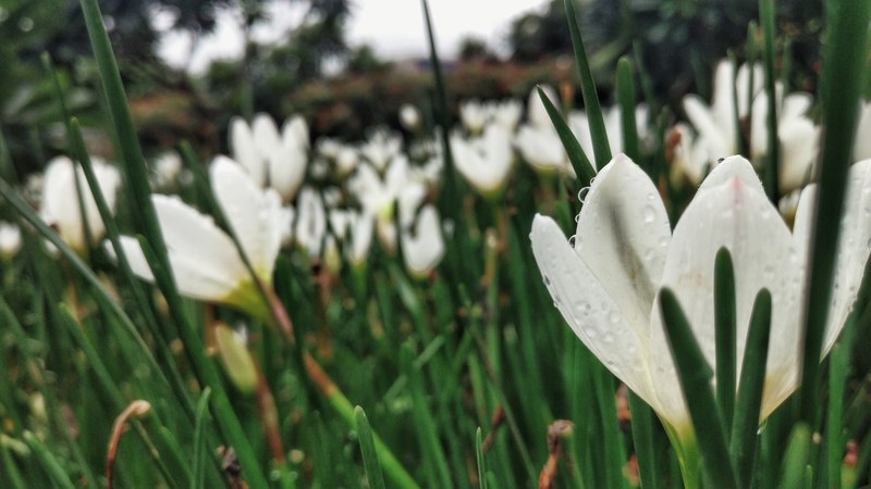 petal plant flower and water 4k