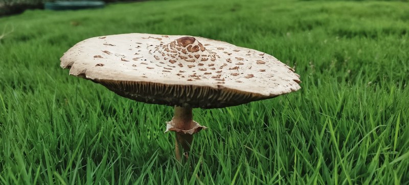 food produce vegetable and mushroom 4k