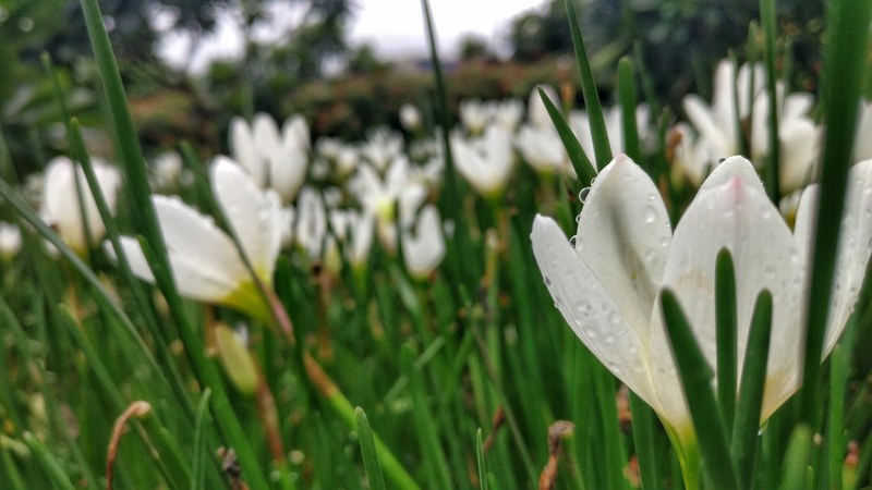 petal plant flower and branch 4k