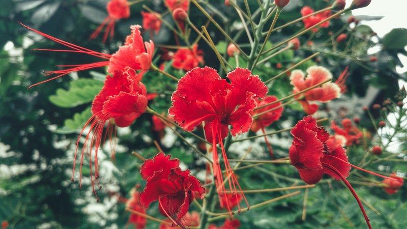 petal plant flower and gift 4k