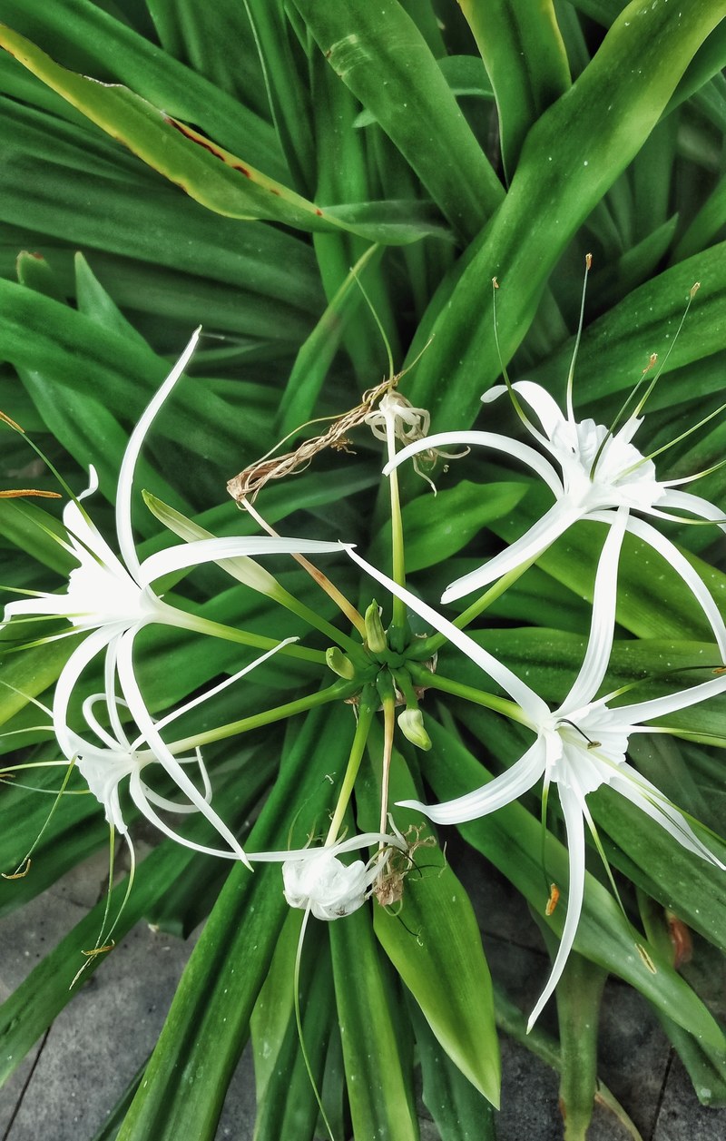 flower plant color and holiday hd, 4k