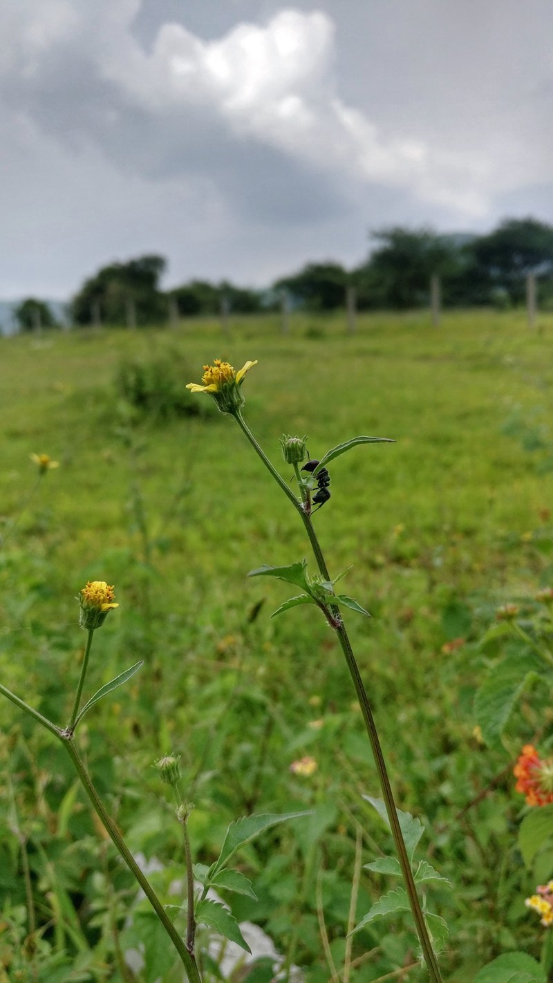 flower nature wildlife and insect hd, 4k