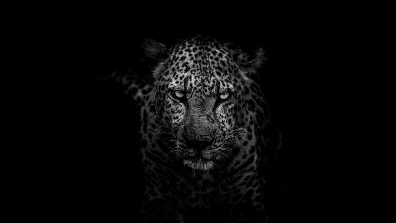 leopard, predator, muzzle, bw, 4k
