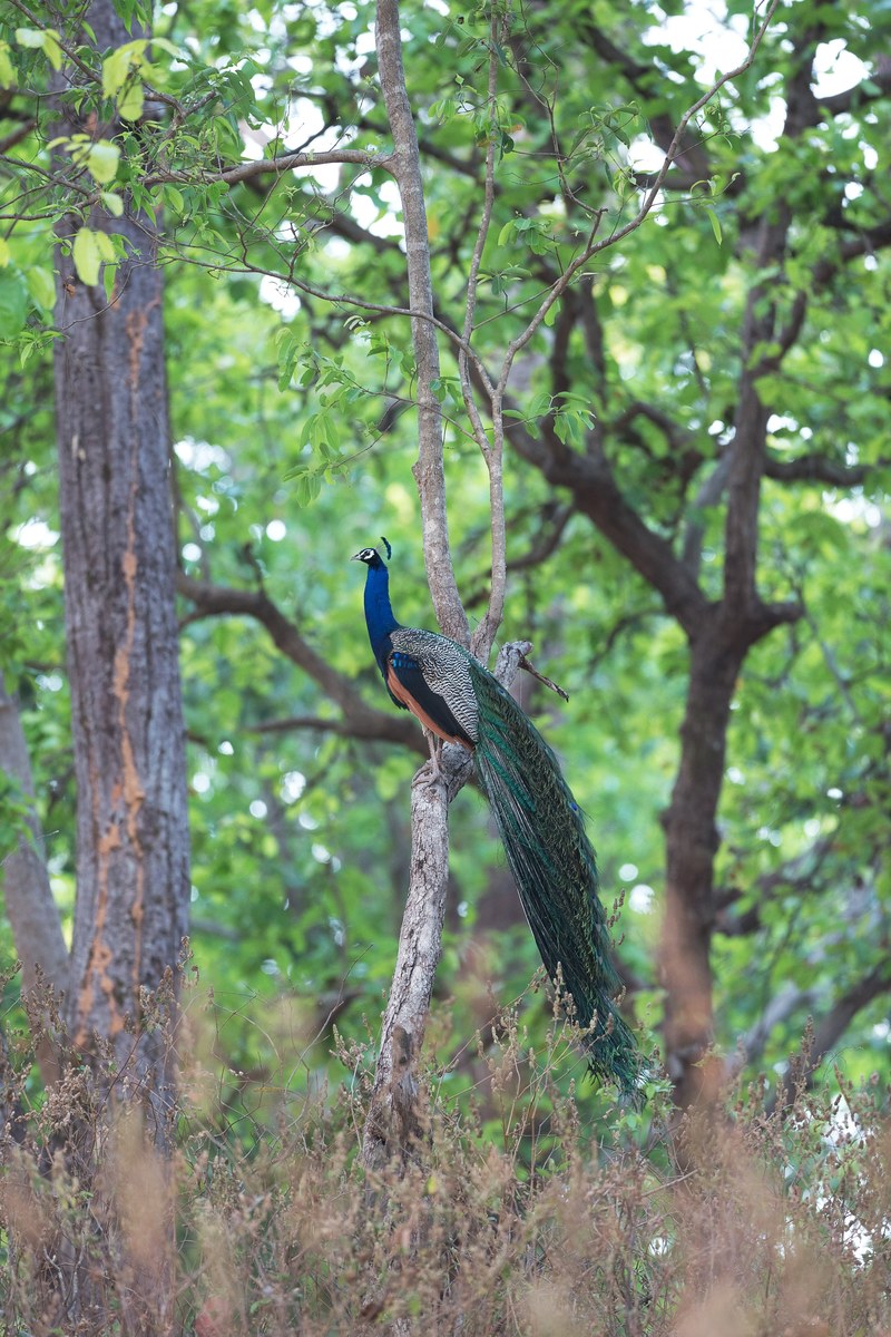 tree woodland forest and peacock hd, 4k