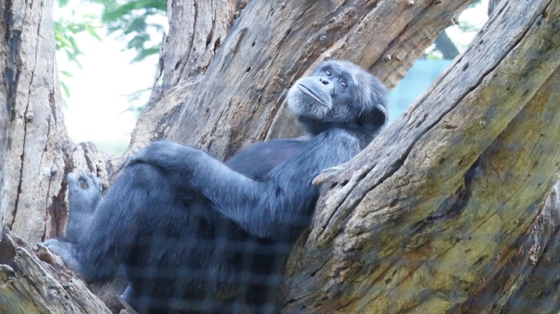 chimpanzee taking rest 4k