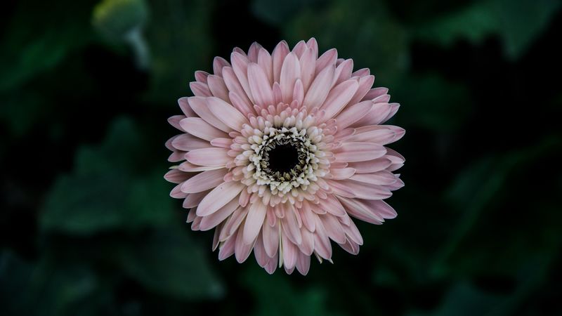 aster, flower, bud, petals, 4k
