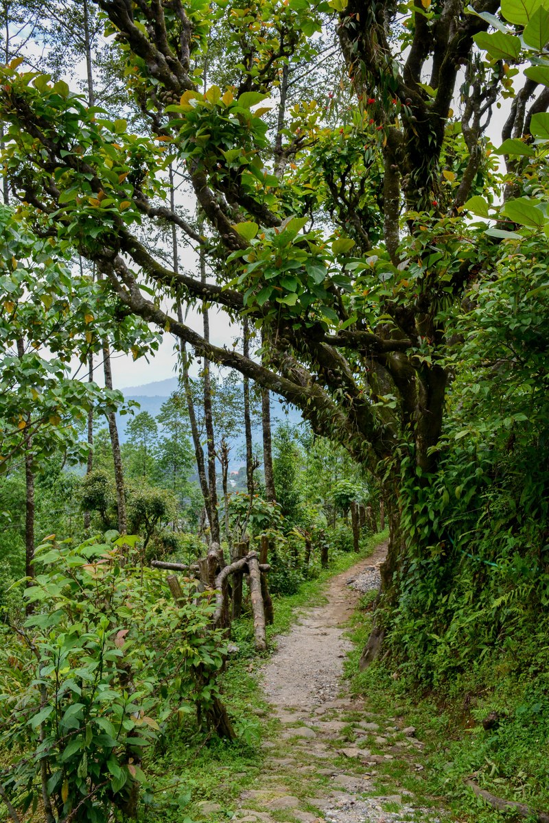 tree mountain hill and green hd, 4k