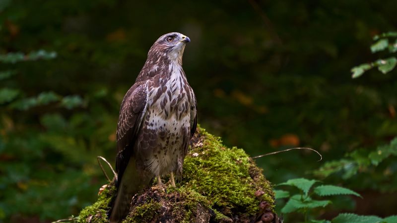 eagle, bird, beak, moss, 4k