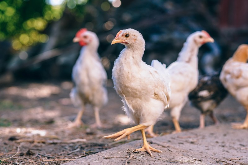 multiple white chickens with one black chicken walking on a dirt ground with trees in the background, free range chickens 4k