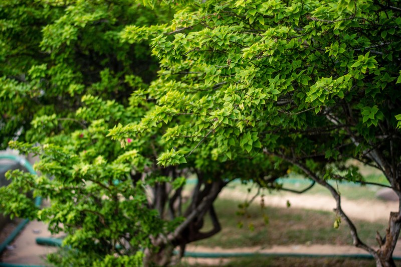wood branch outdoor and plant 4k