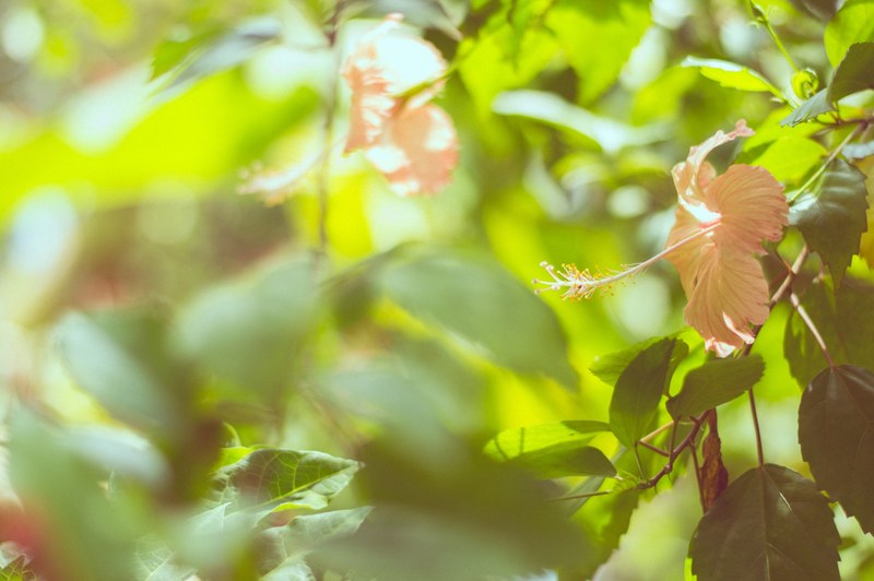 outdoor flower branch and plant 4k
