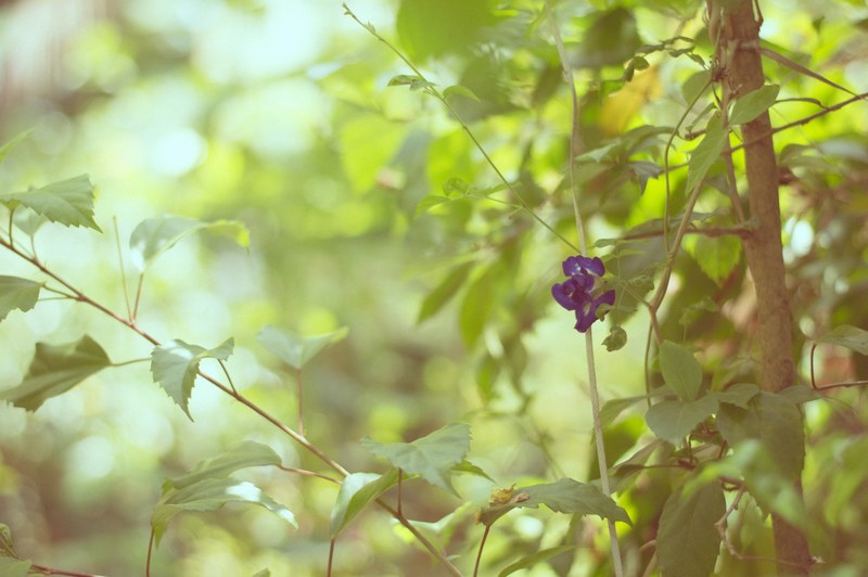 grape yellow diet and grapevine 4k