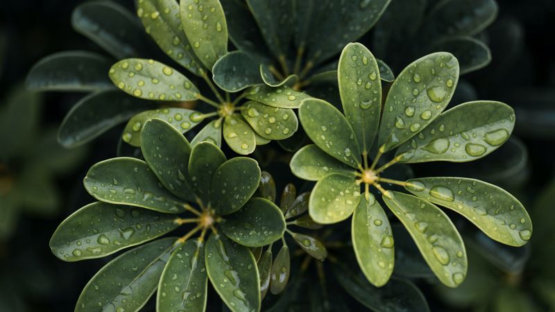 leaves, drops, plant, macro, 4k