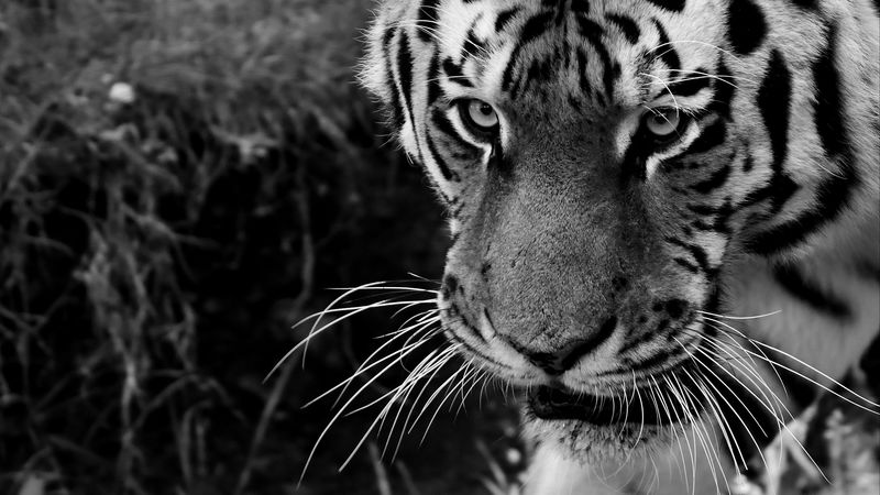 tiger, muzzle, sight, predator, bw, 4k