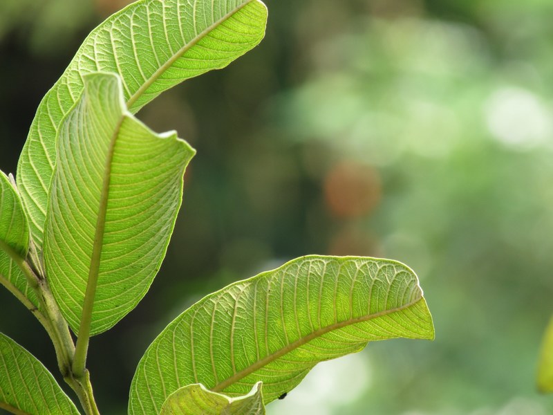 leafe and guava leafe 4k