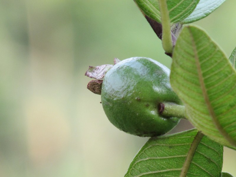 guava leafe and guava 4k