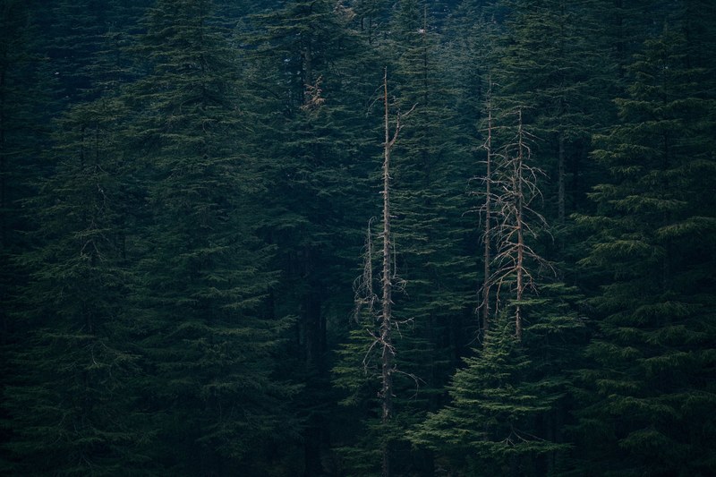 deep green forest 4k