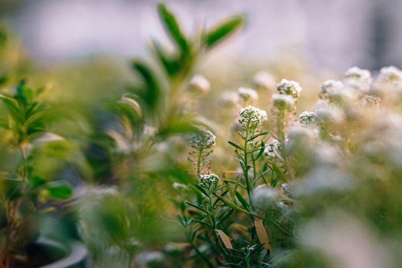 gentle flowers 4k