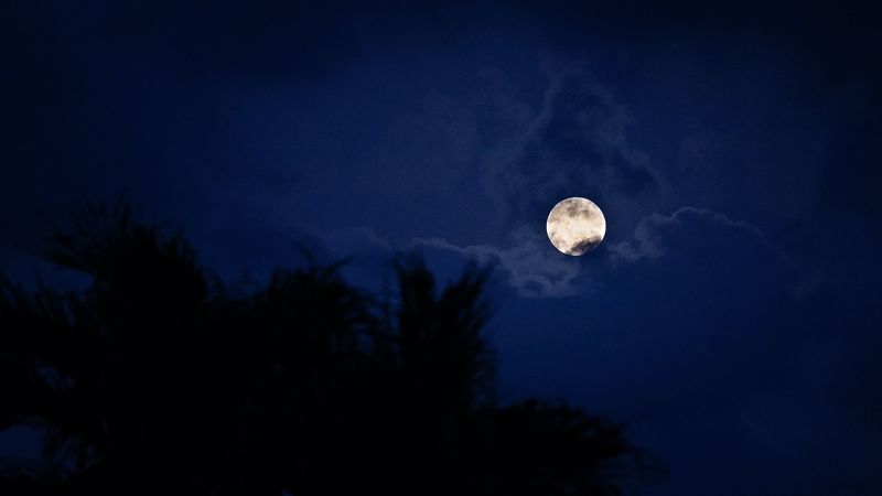 moon, night, palm, 4k