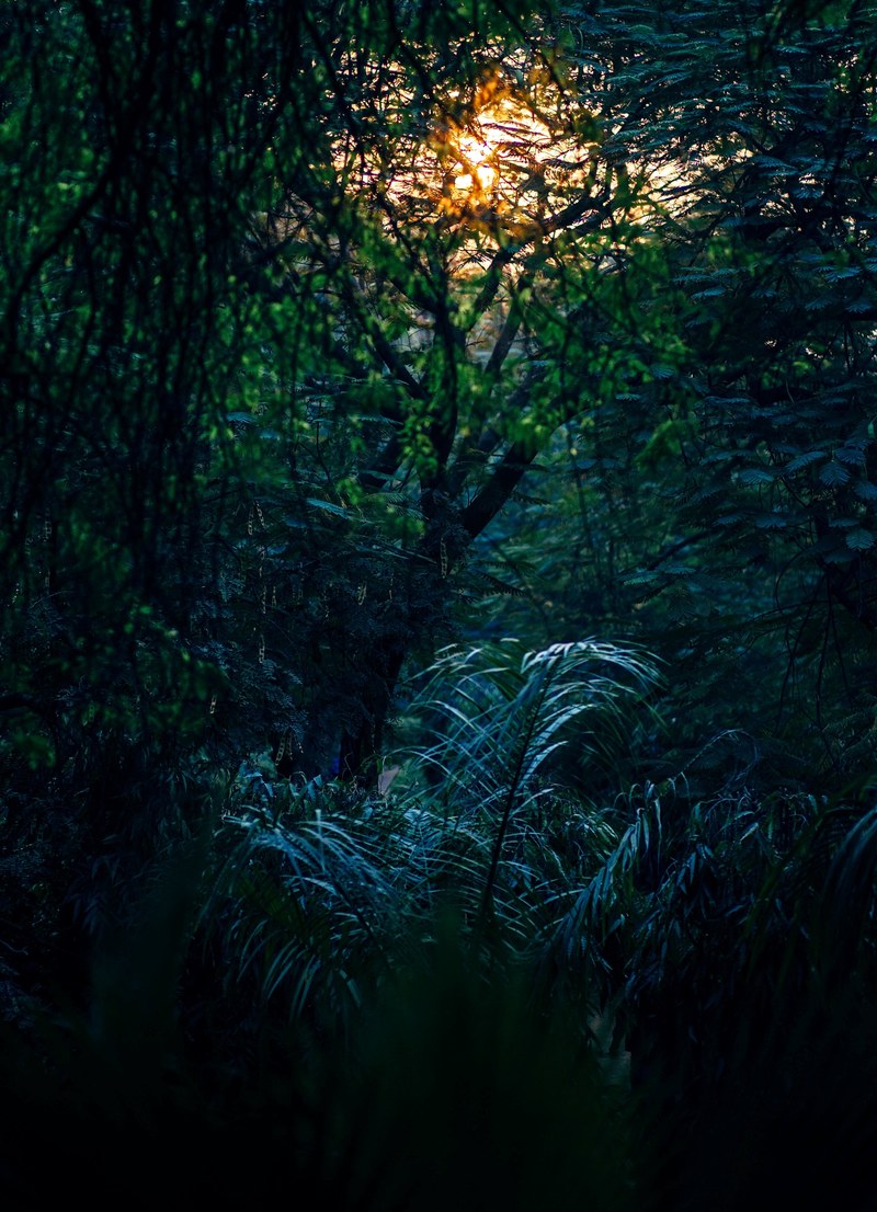 tropical delight 4k