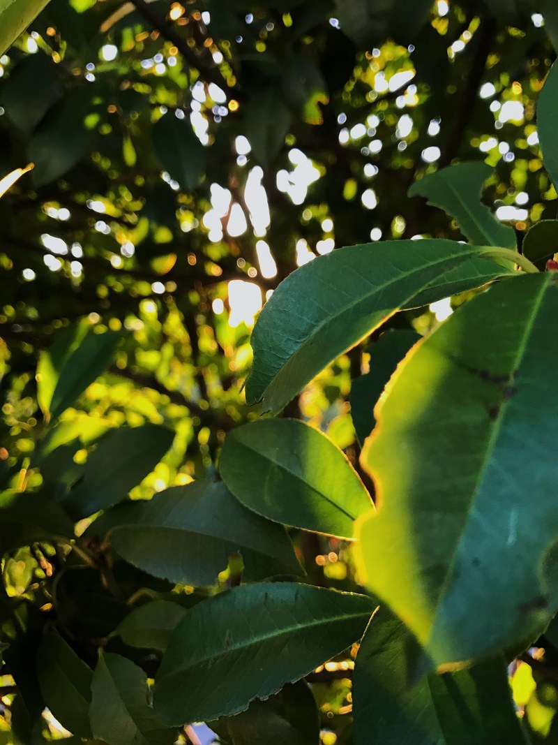 iphone iphone7 nature and shadow hd, 4k