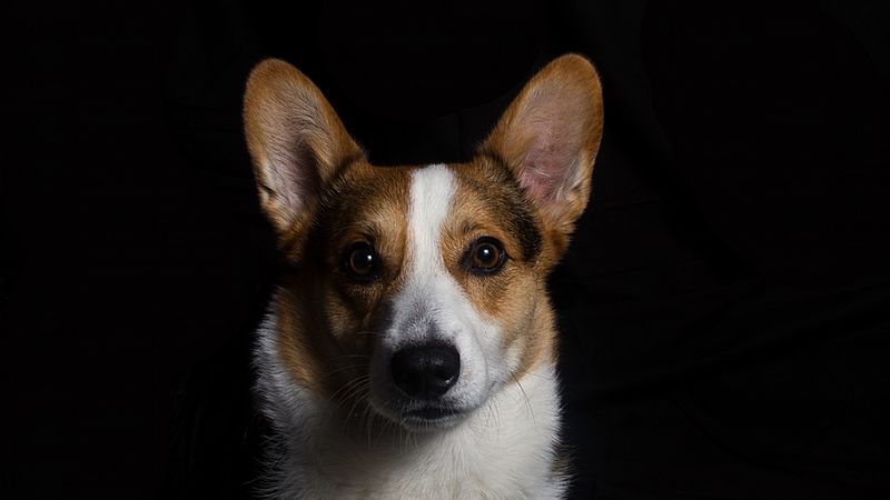 welsh corgi, dog, muzzle, 4k