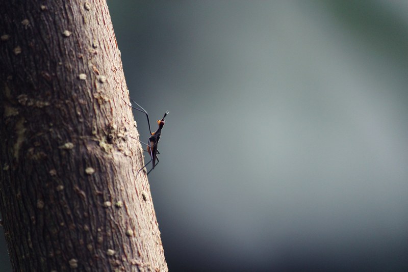 zoom vintage wild and forest 4k