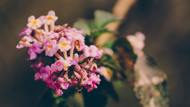 plant petal flower and pattern 4k