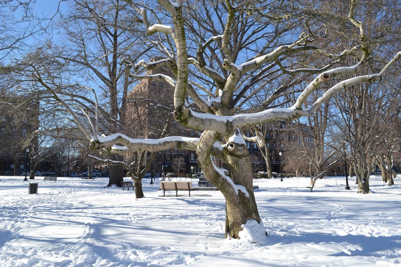 park boston public garden massachusett and boston 4k