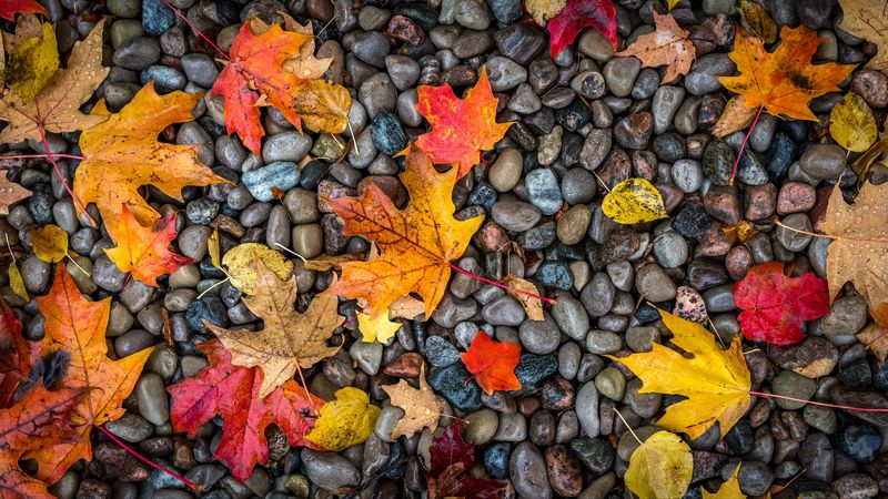 leaves, stones, maple, wet, autumn, 4k