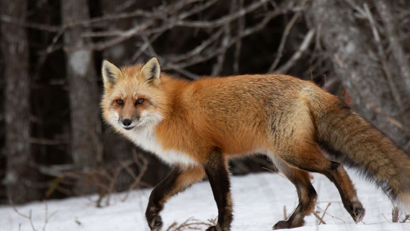 fox, predator, forest, snow, 4k