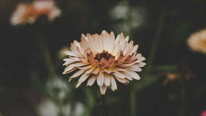 flower, petals, bud, blur, 4k
