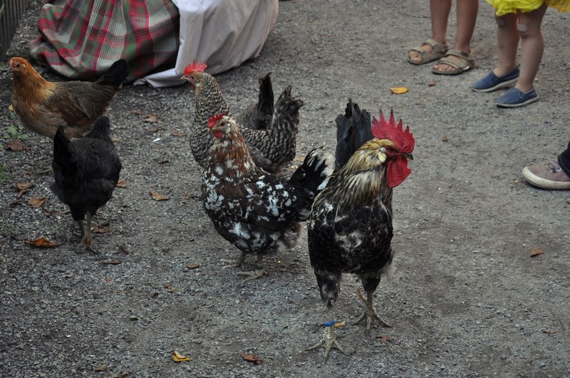 food animal hen and chicken 4k