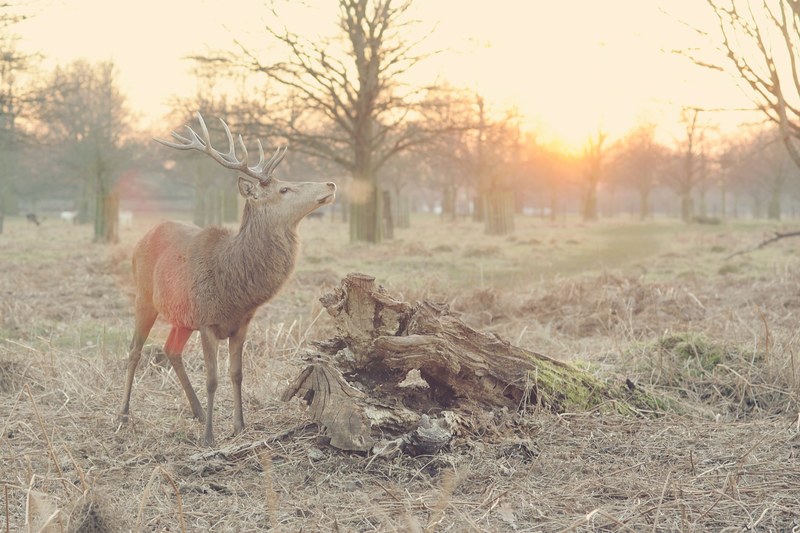 a deer proudly raising its head in the middle of a dry glade at sunset, graceful deer at sunset 4k
