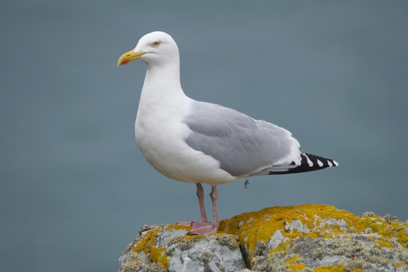 wing animal bird and pigeon 4k
