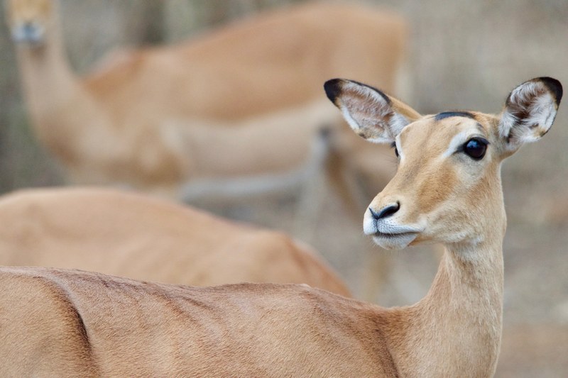 mammal animal national and grass 4k