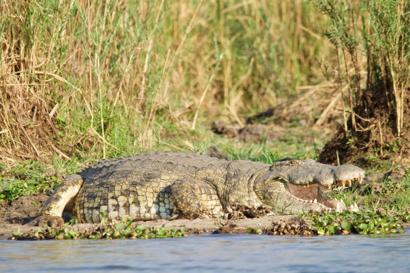 animal water american alligator and alligator 4k
