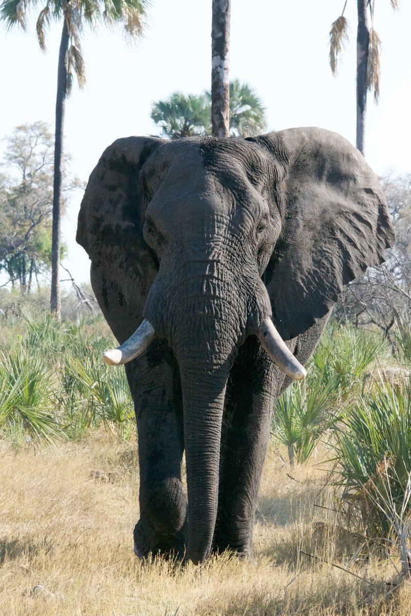 tusk animal mammal and elephant hd, 4k