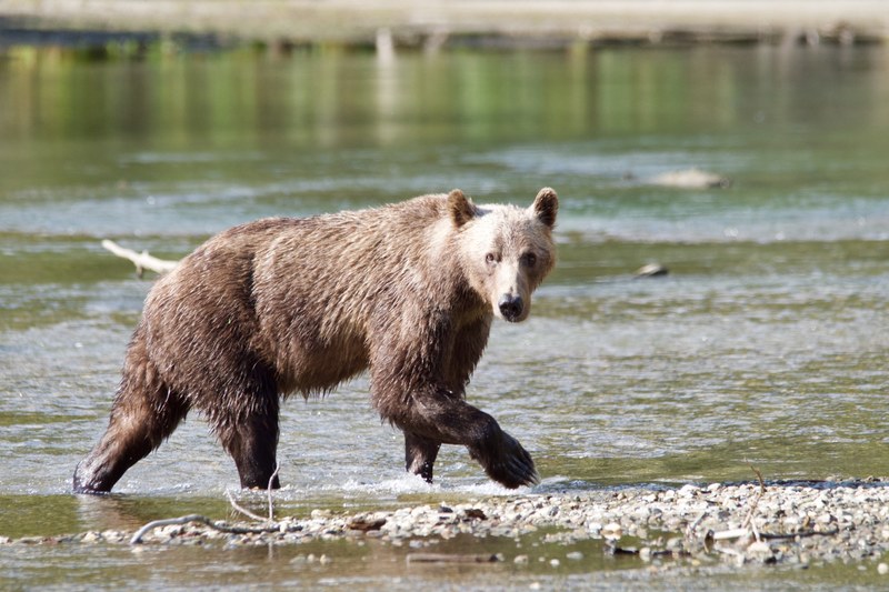 mammal bear and brown bear 4k