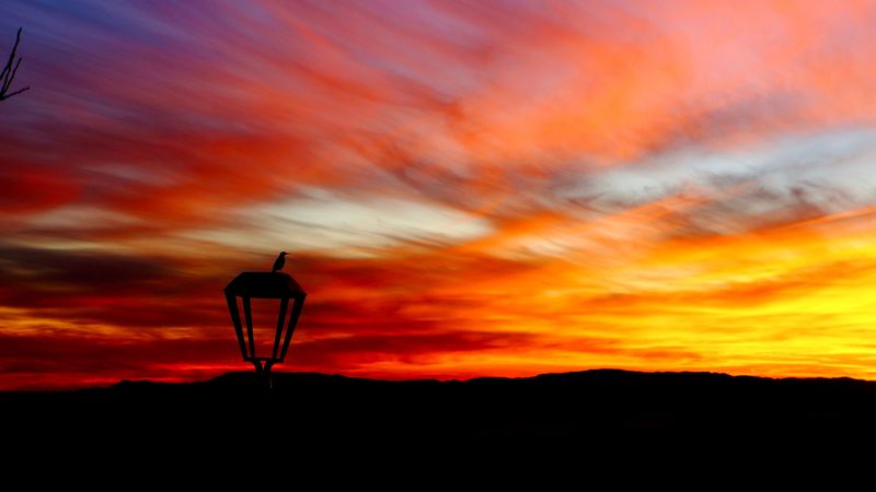 lantern, bird, silhouette, sunset, 4k