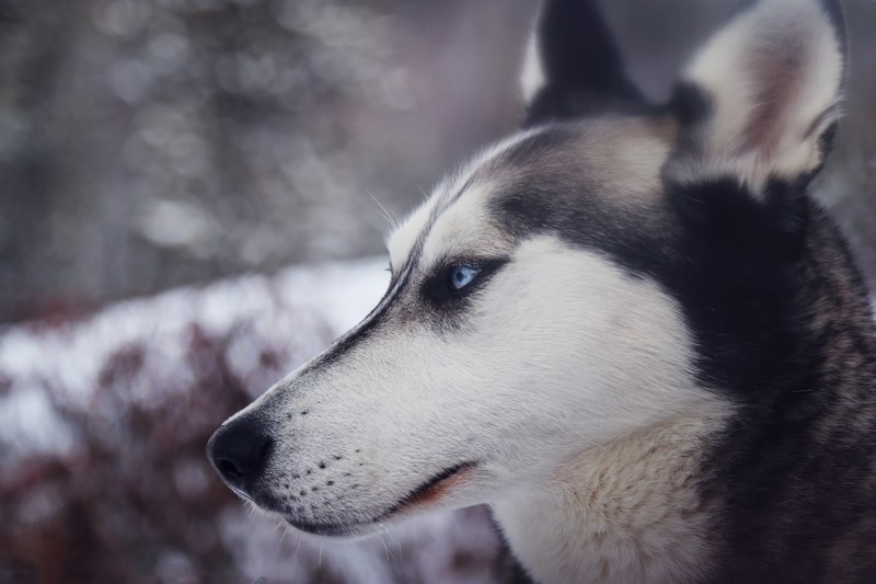 profile of a siberian huskys snout and blue eyes in the snow, winter dog 4k
