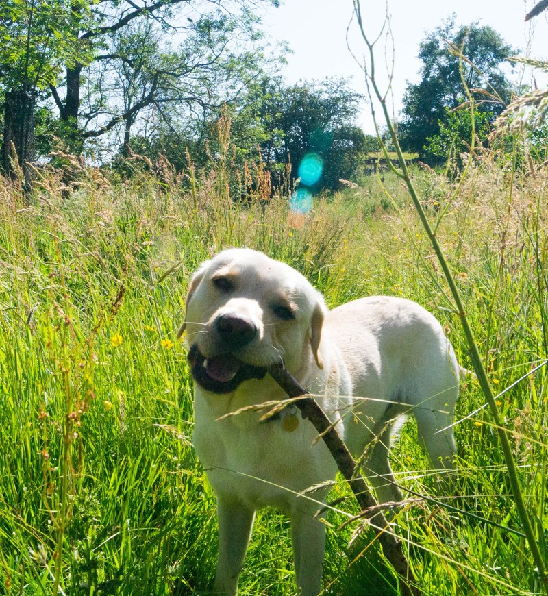 sporting dog man fun and summer hd, 4k