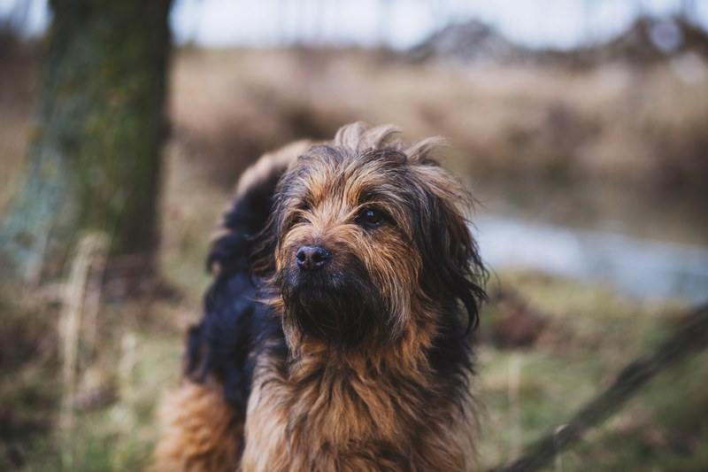 dog animal pet and furry 4k