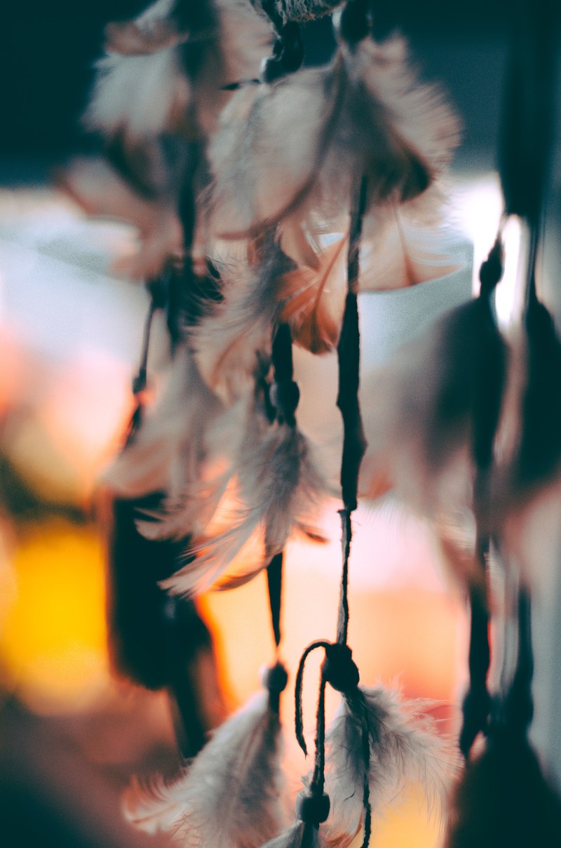 feathers nature hanging and sunset hd, 4k